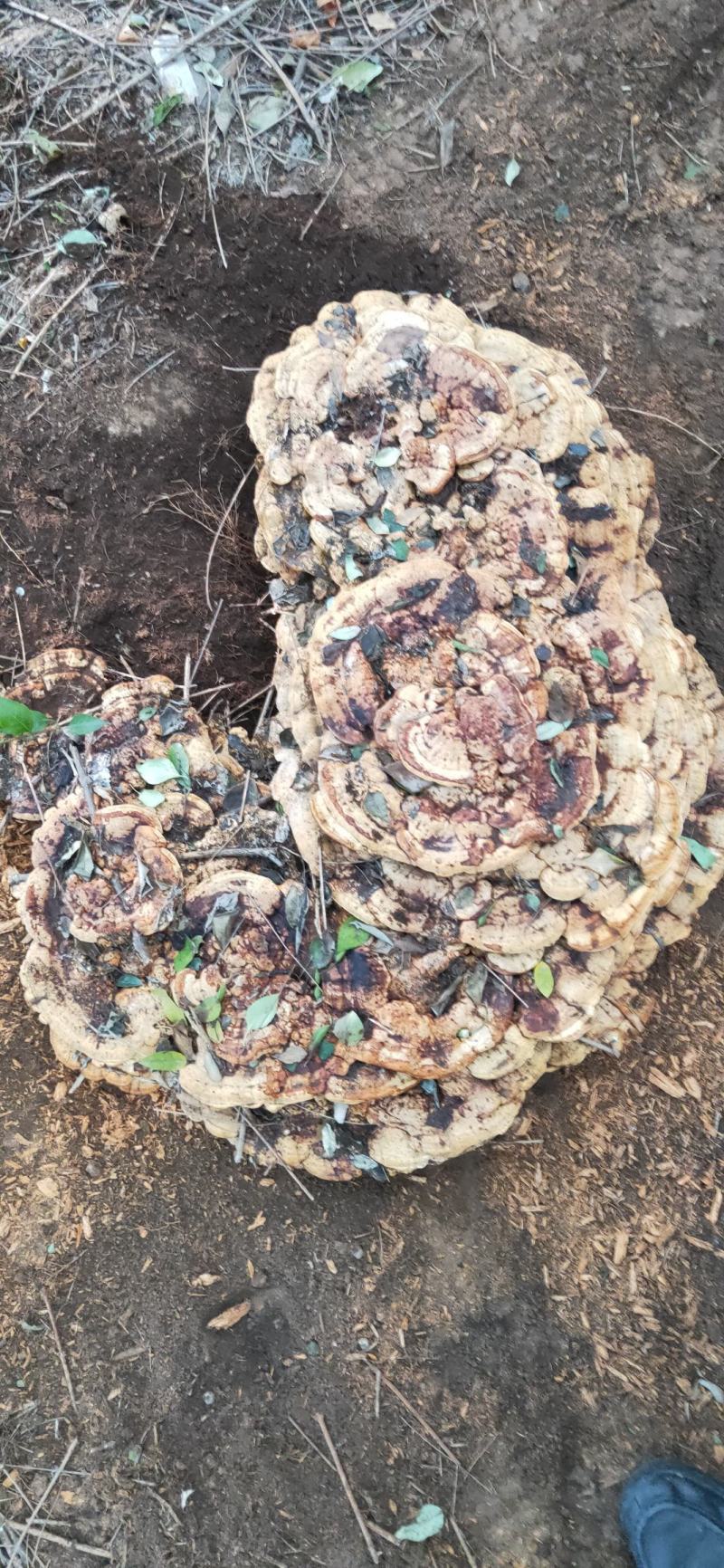 灵芝，纯野超大野生灵芝，可收藏