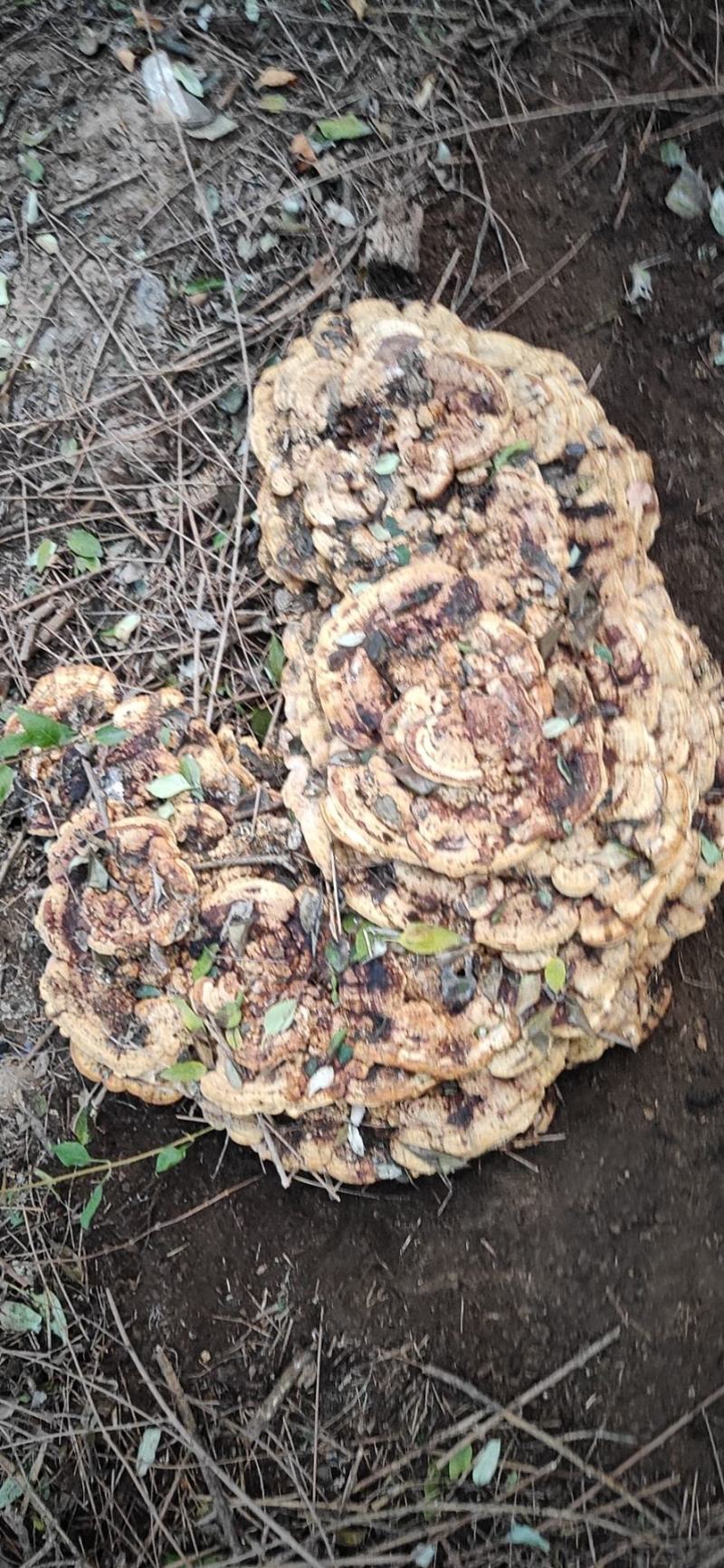 灵芝，纯野超大野生灵芝，可收藏