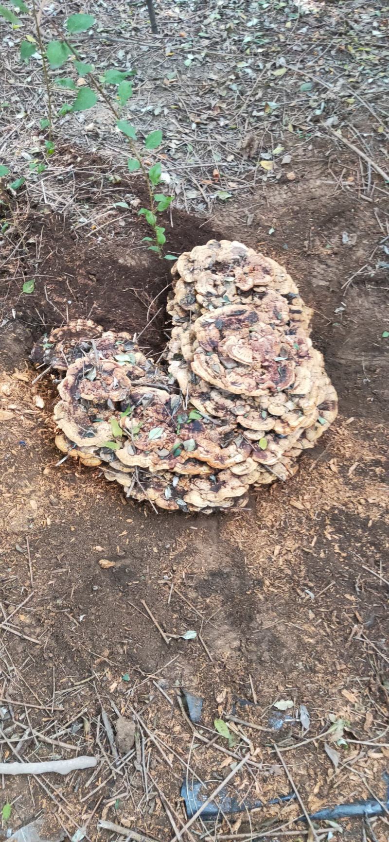 灵芝，纯野超大野生灵芝，可收藏