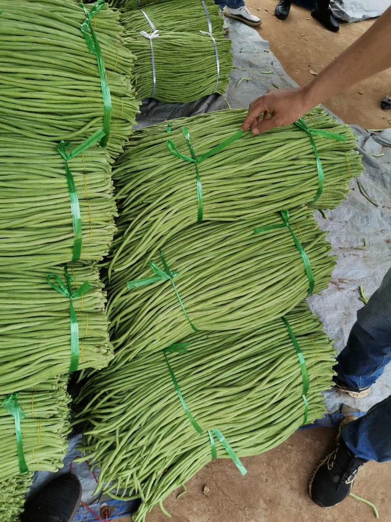 徐闻县精品长豆角产地直发60厘米以上，可供超市和加工