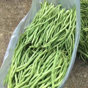 精品无茎豆
