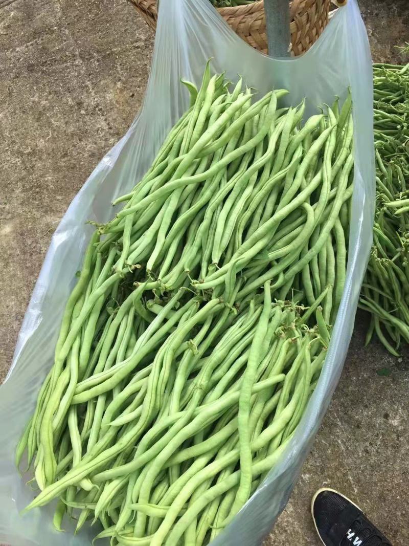 精品无茎豆