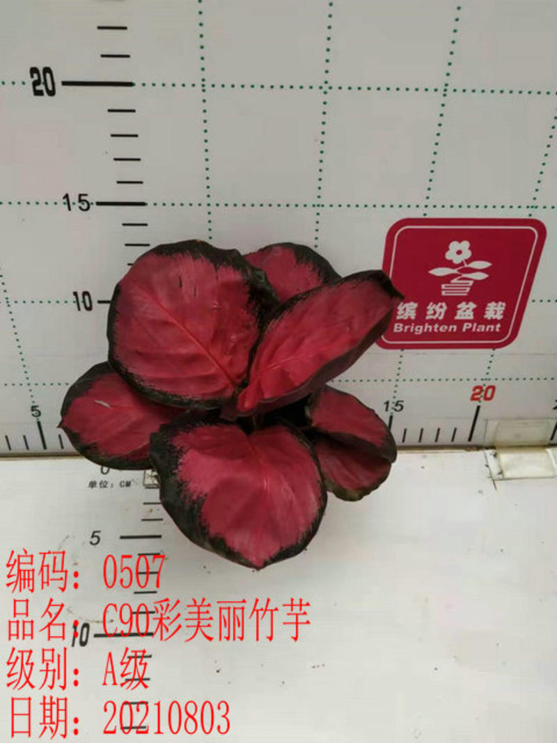 竹芋基地直供双线竹芋玫瑰竹芋彩美丽竹芋