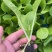 大白菜苗吉锦白菜苗越冬耐寒白菜苗品种黄芯白菜苗