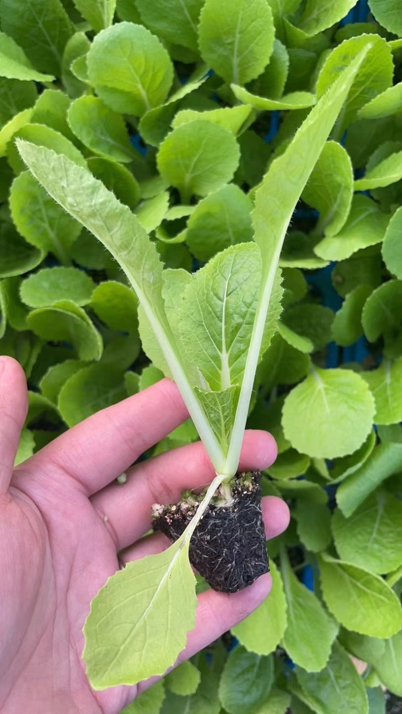 大白菜苗吉锦白菜苗越冬耐寒白菜苗品种黄芯白菜苗