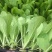 大白菜苗吉锦白菜苗越冬耐寒白菜苗品种黄芯白菜苗