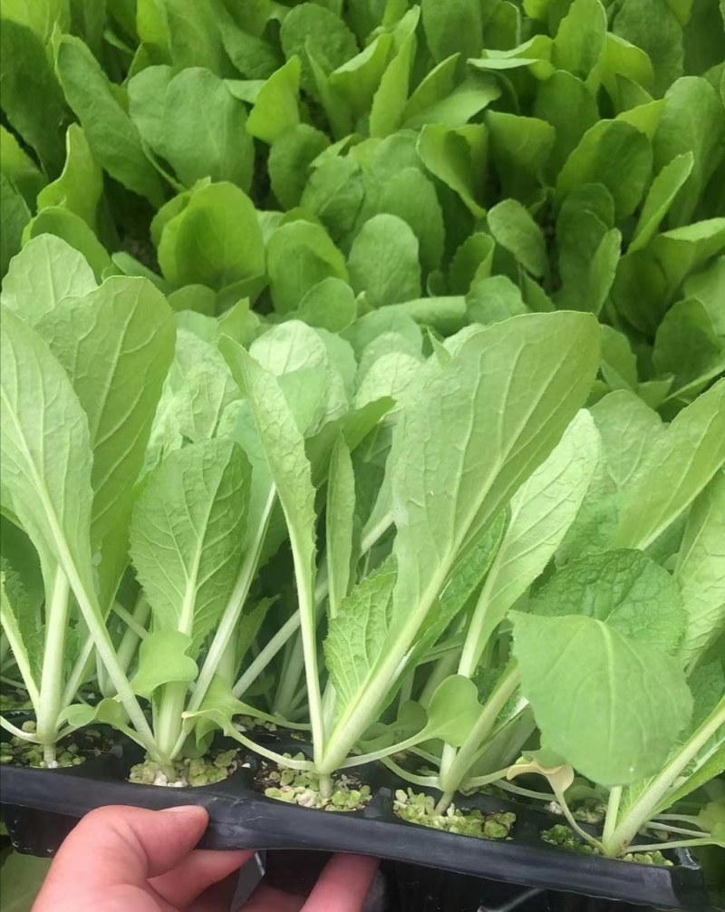 大白菜苗吉锦白菜苗越冬耐寒白菜苗品种黄芯白菜苗