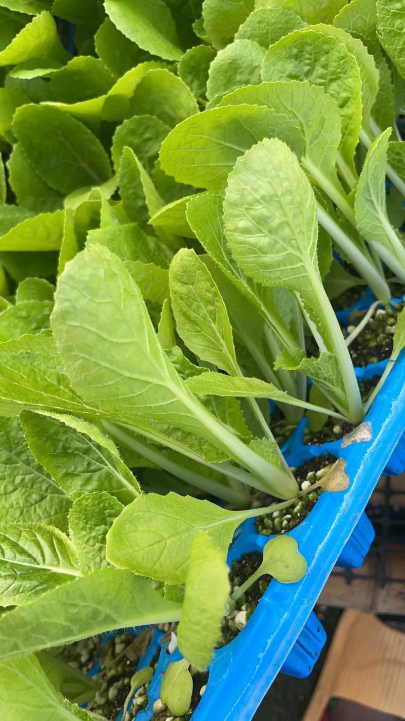大白菜苗吉锦白菜苗越冬耐寒白菜苗品种黄芯白菜苗