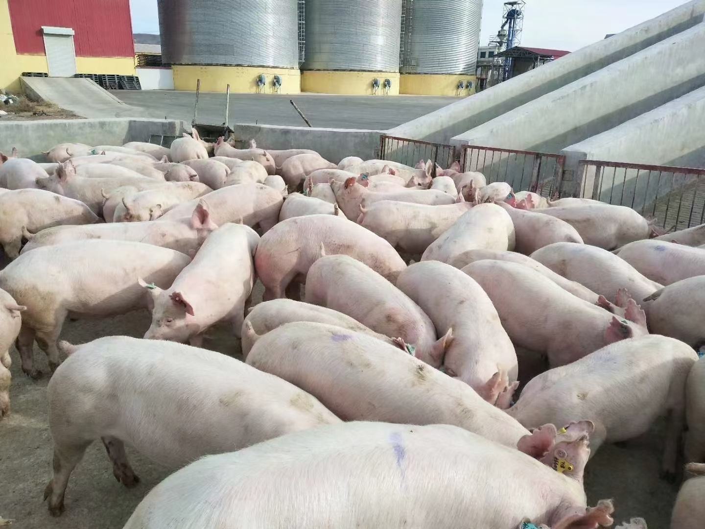 四川某生猪集散中心,运输车辆正在装载活猪,准备发往外地 生猪运输车辆在四川某集散中心