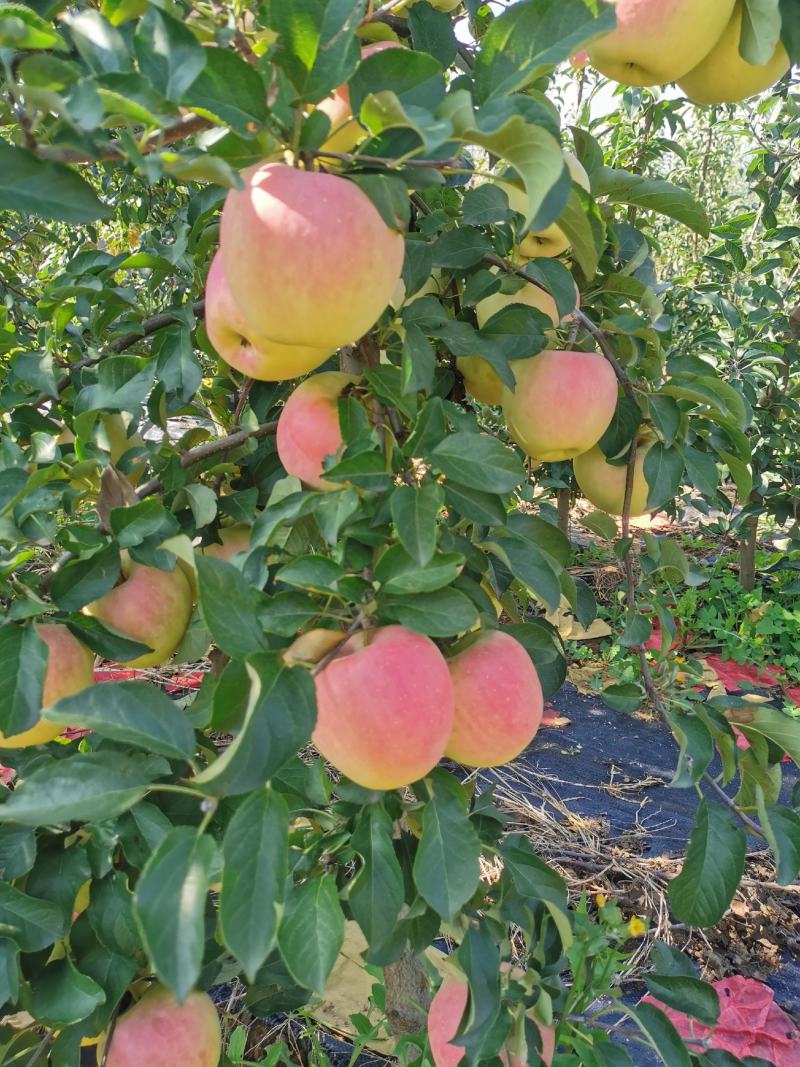 （精品）辽宁营口水蜜桃苹果苗乔化苗，两刀矮化苗，马克九根系