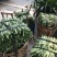 紫芸豆大青豆四月上市了，需要的老板欢迎考察
