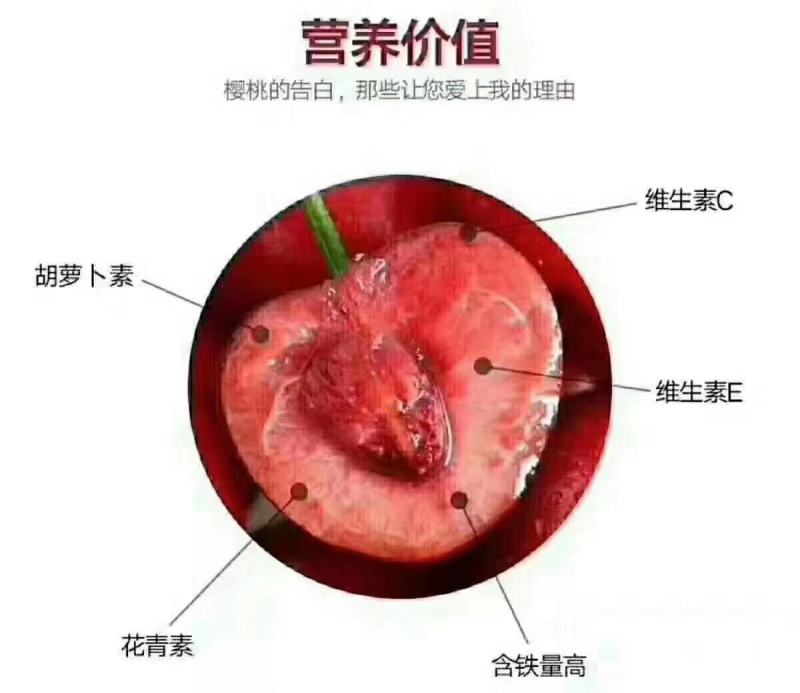 （推荐）俄罗斯八号大樱桃苗，适合南北方种植，品种纯正