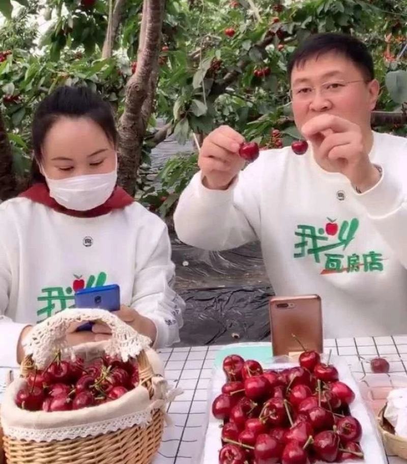 （推荐）俄罗斯八号大樱桃苗，适合南北方种植，品种纯正