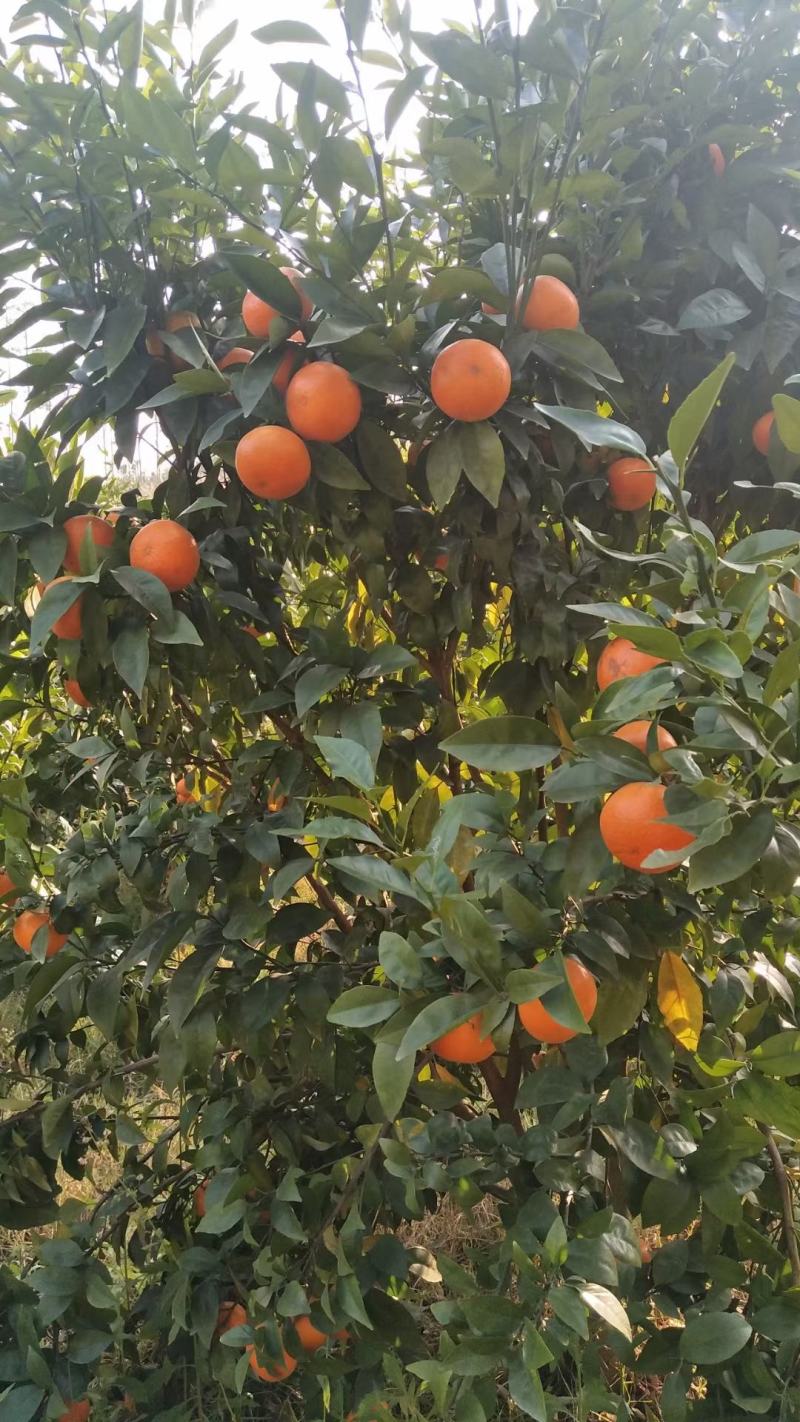广西灵山果新鲜沃柑皮薄肉厚水分多果肉脆甜无渣