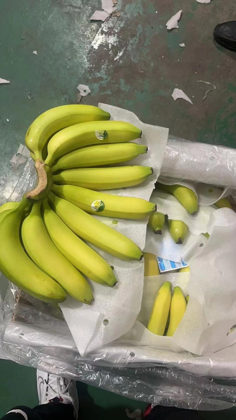 【优选】青蕉二黄香蕉全年供应，规格齐全，价格便宜