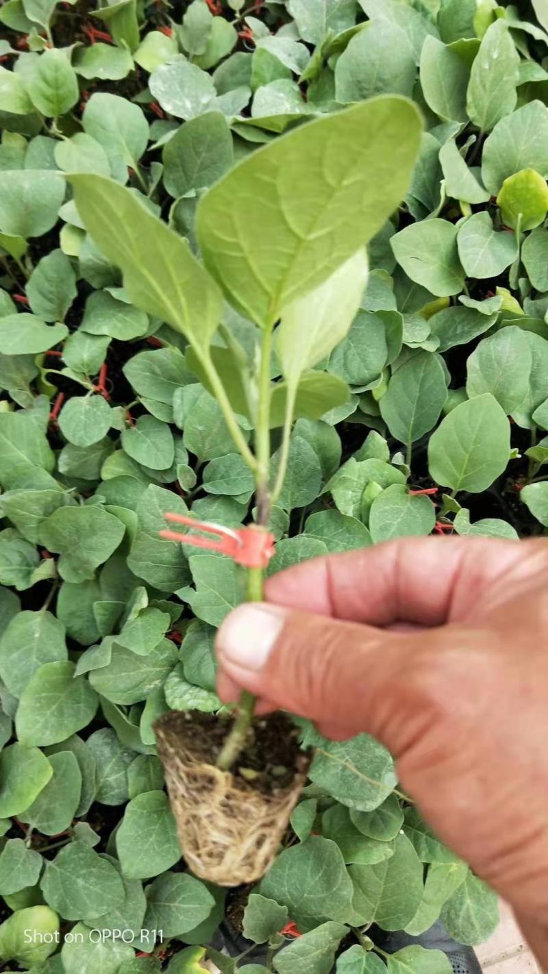 嫁接绿皮茄子苗耐热耐寒绿长茄苗大棚露天种植抗病性好