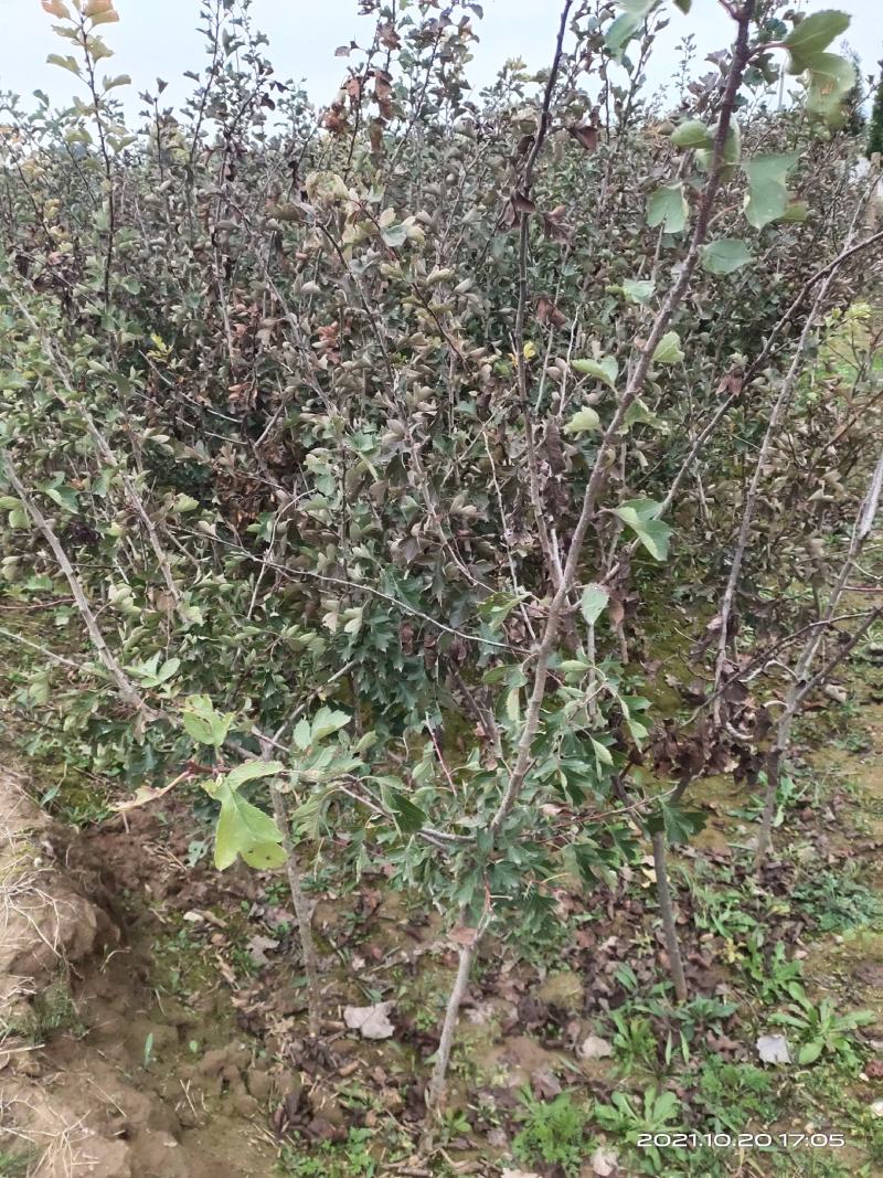 山楂树2公分2.5公分3公分定植的用量大价格再谈