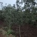 山楂树2公分2.5公分3公分定植的用量大价格再谈