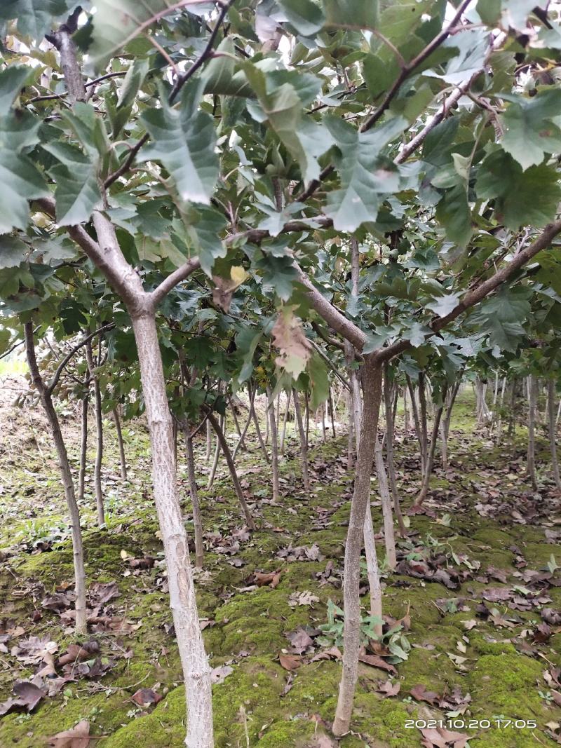 山楂树2公分2.5公分3公分定植的用量大价格再谈