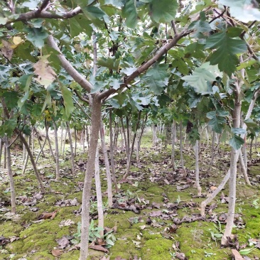 山楂树2公分2.5公分3公分定植的用量大价格再谈