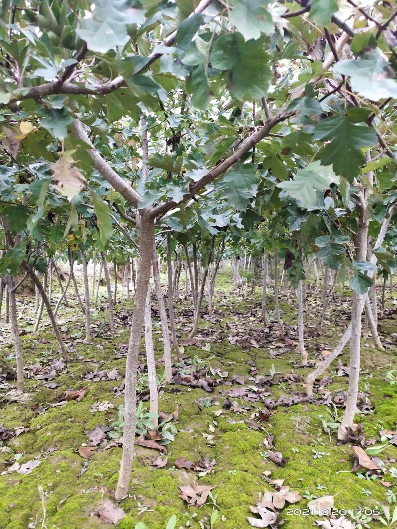 山楂树2公分2.5公分3公分定植的用量大价格再谈