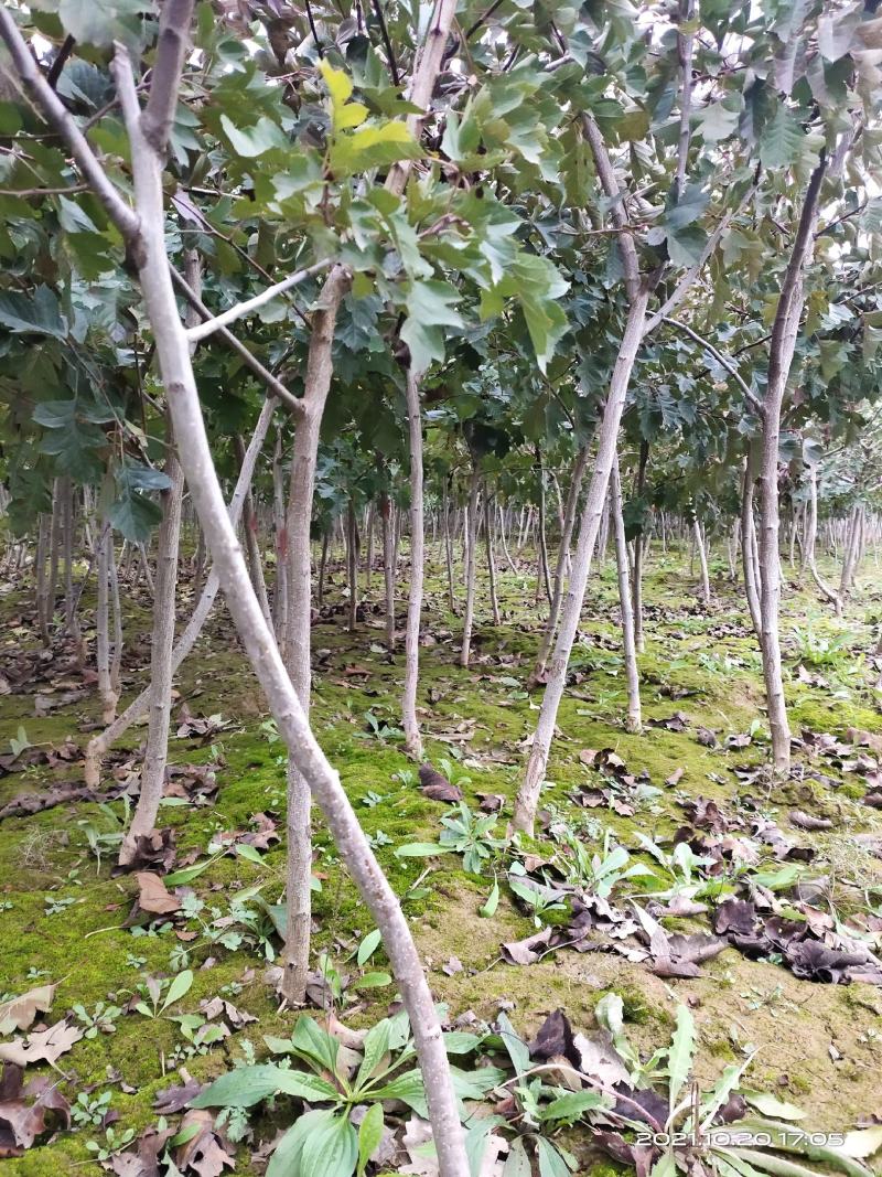 山楂树2公分2.5公分3公分定植的用量大价格再谈