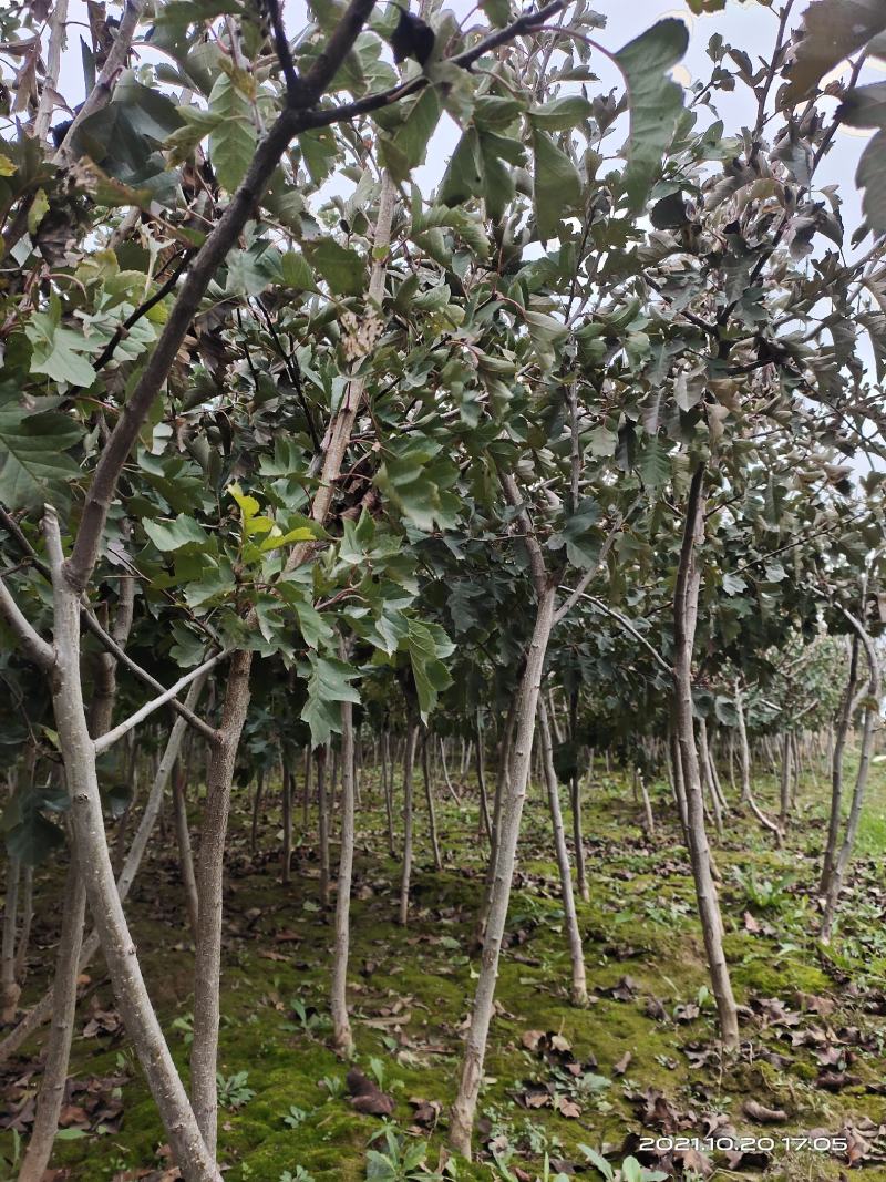 山楂树2公分2.5公分3公分定植的用量大价格再谈