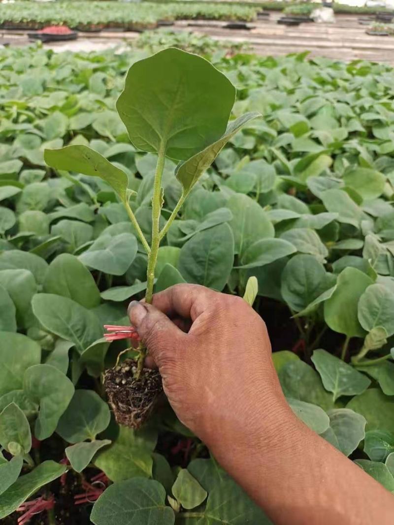 嫁接绿皮茄子苗耐热耐寒绿长茄苗大棚露天种植抗病性好