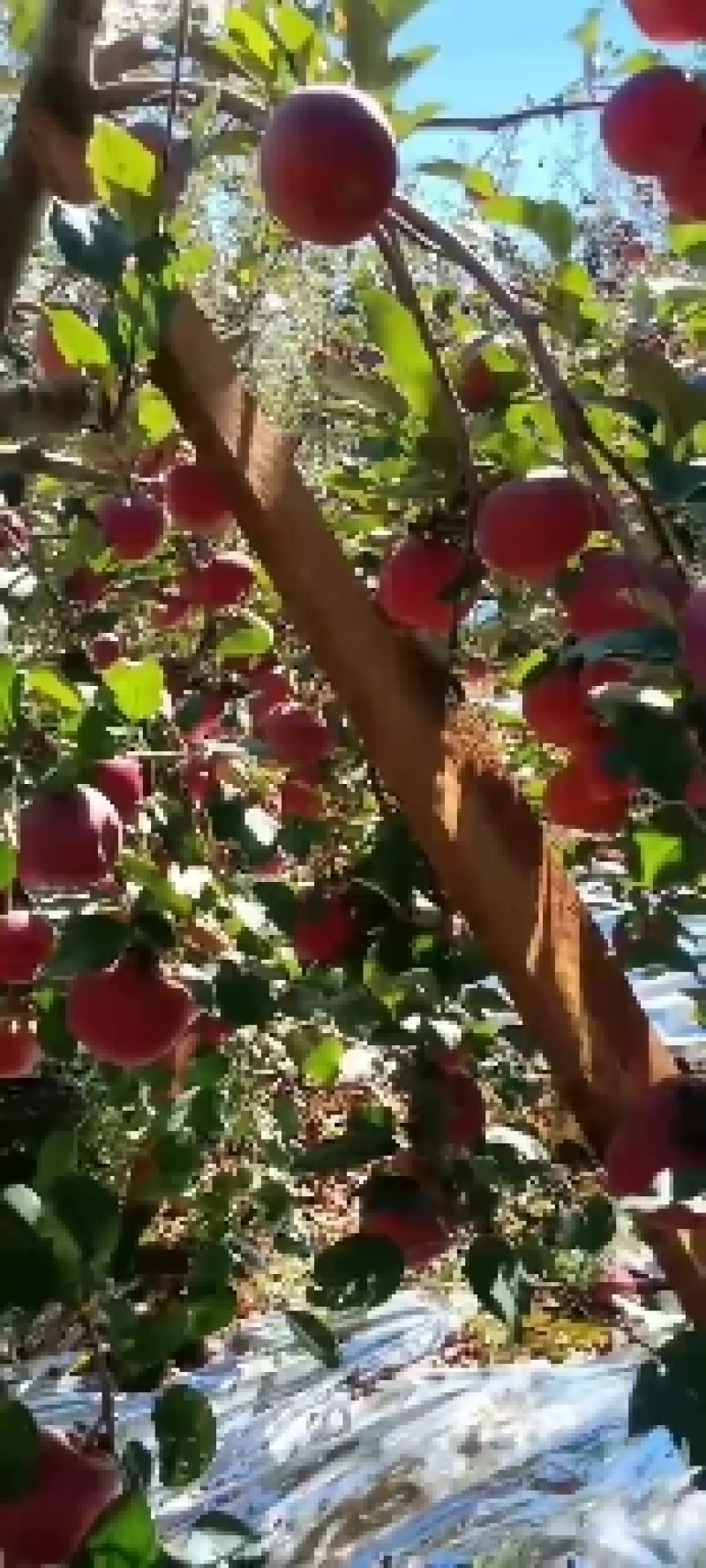 四川凉山盐源县冰糖心丑苹果，现在大量上市，欢迎订单