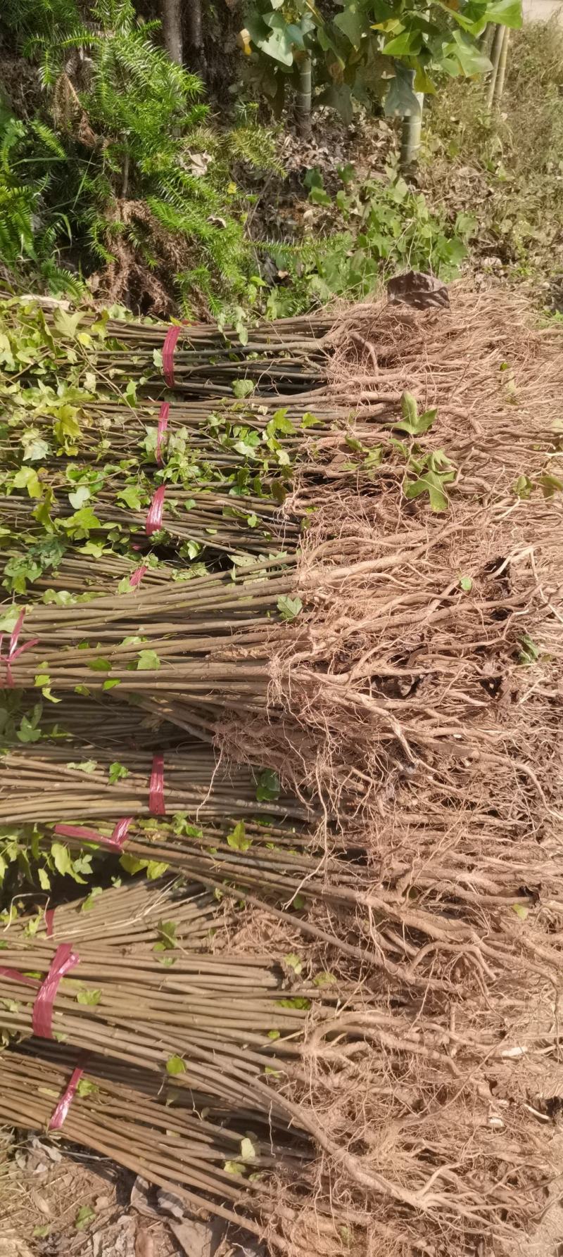 两年枫香苗供应，造林苗大量供应，品质有保障