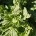 大白菜新北京三号大白菜，大量有货货源充足欢迎各位老板联系