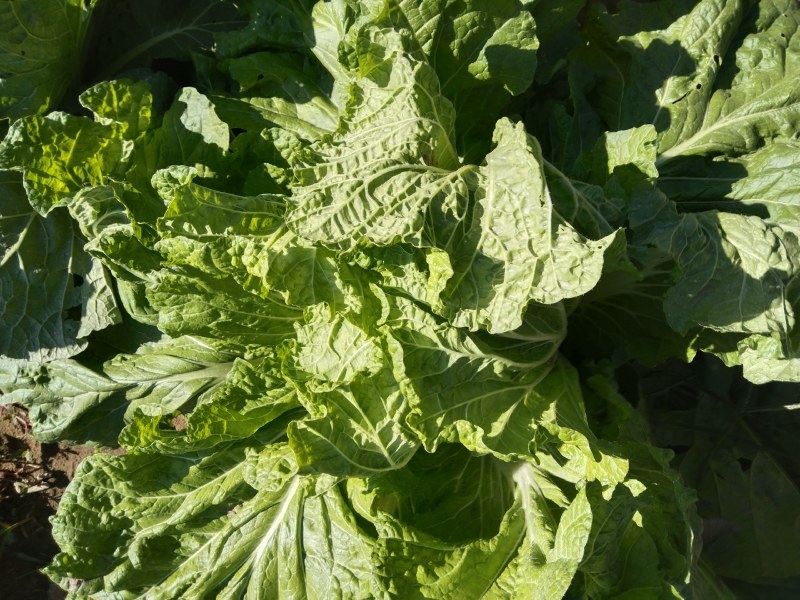 大白菜新北京三号大白菜，大量有货货源充足欢迎各位老板联系