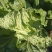 大白菜新北京三号大白菜，大量有货货源充足欢迎各位老板联系