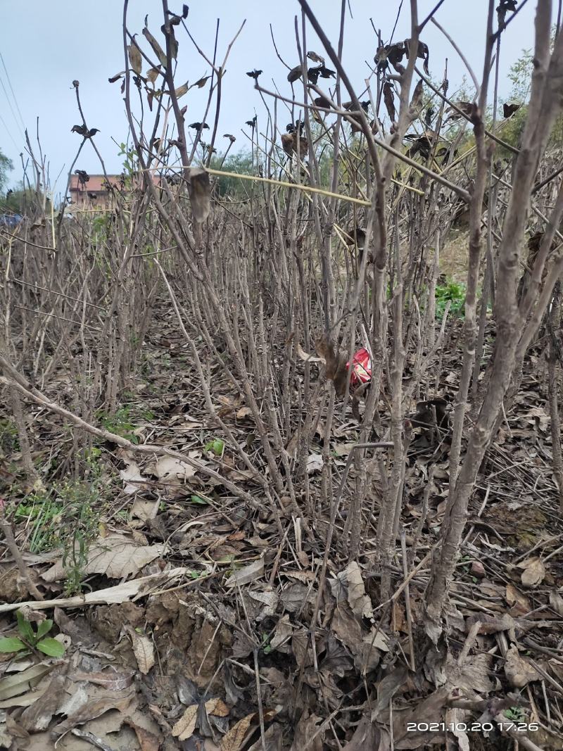 油用牡丹苗4年5年苗1公分2公分各种规格都有