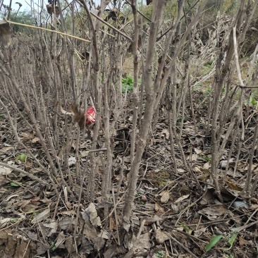 油用牡丹苗4年5年苗1公分2公分各种规格都有