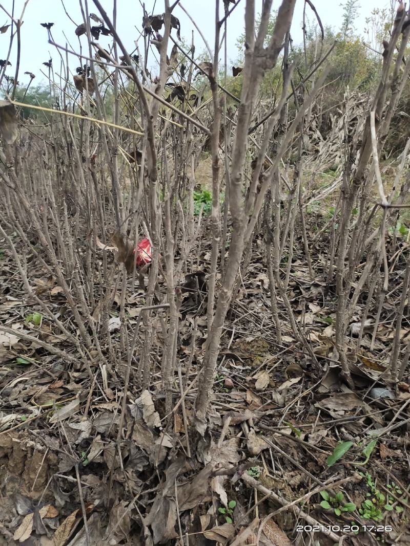 油用牡丹苗4年5年苗1公分2公分各种规格都有
