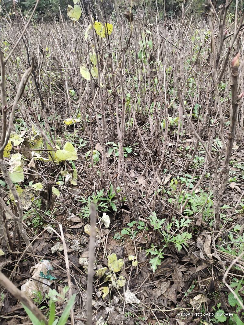 油用牡丹苗4年5年苗1公分2公分各种规格都有