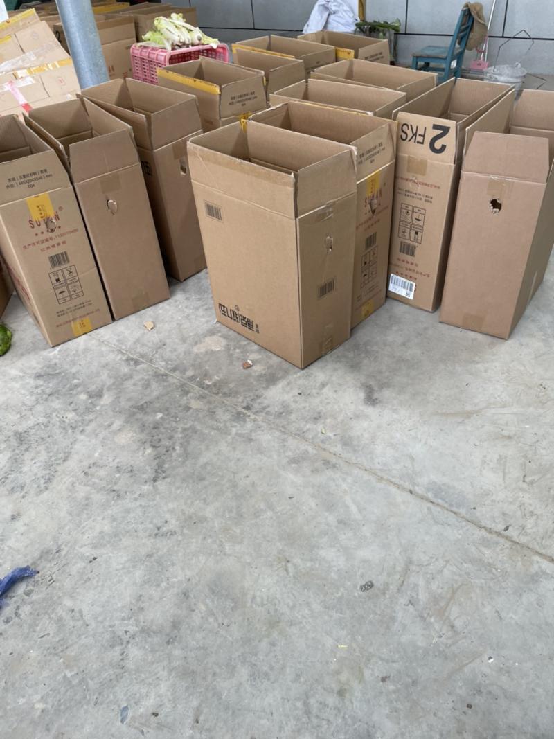 江苏东台地区青椒大量上市整车供应纸箱包装