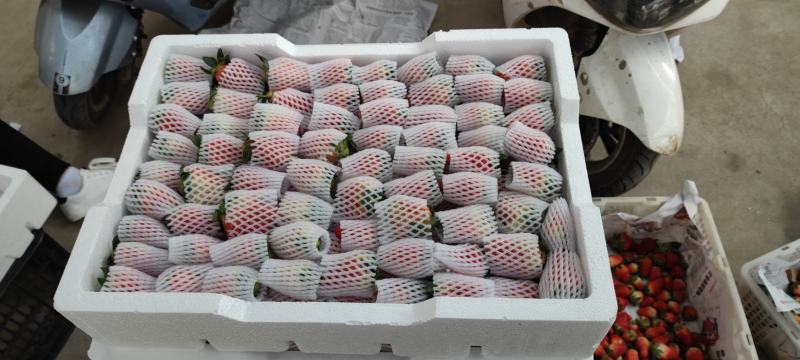 大凉山露天冬草莓口感甜美，欢迎各种电商合作，一件带发