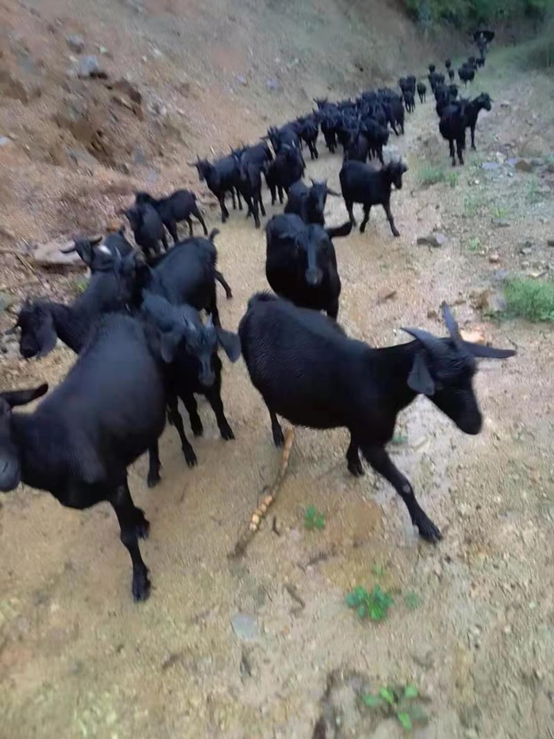 黑山羊湖南本地黑山羊精品黑山羊种母羊