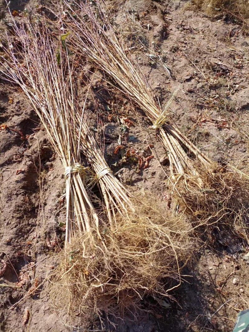 精品苗山桃稠李苗产地直销可看货常年供应