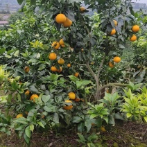 邓幺妹水果