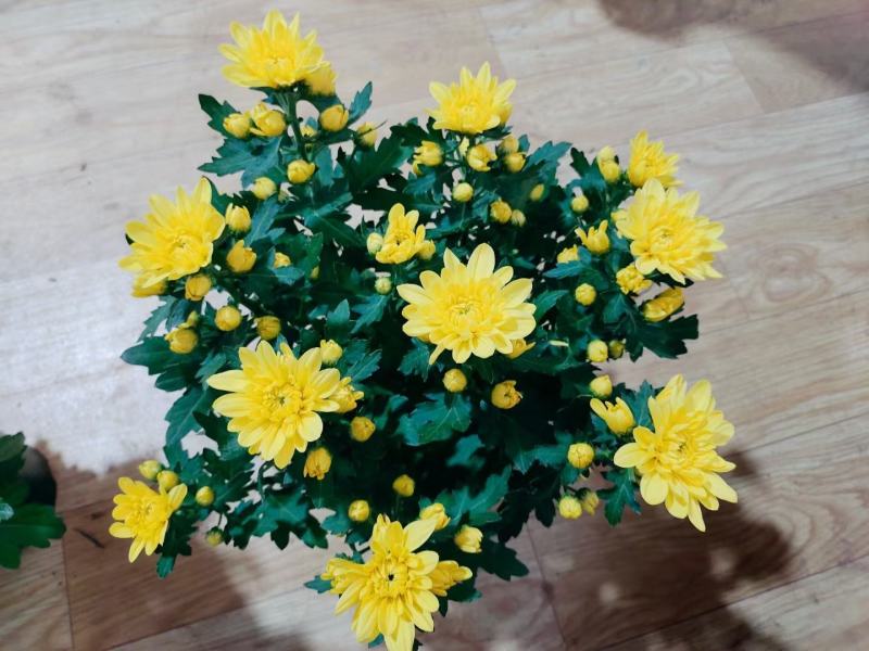 荷兰菊盆栽150#带花苞特价出实物实拍图基地直发菊花