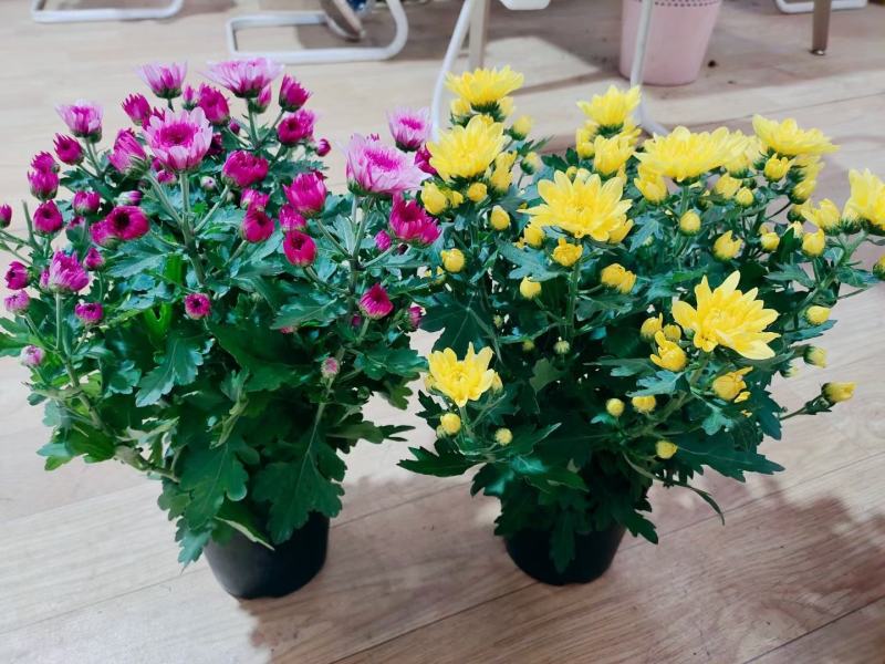 荷兰菊盆栽150#带花苞特价出实物实拍图基地直发菊花