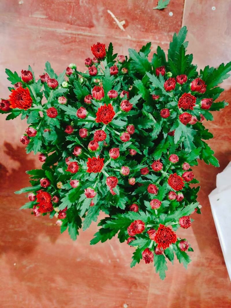 荷兰菊盆栽150#带花苞特价出实物实拍图基地直发菊花