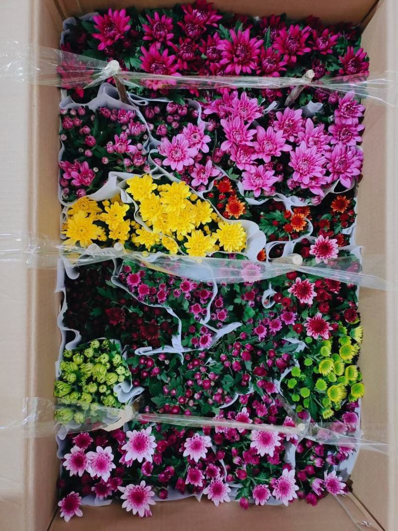 荷兰菊盆栽150#带花苞特价出实物实拍图基地直发菊花