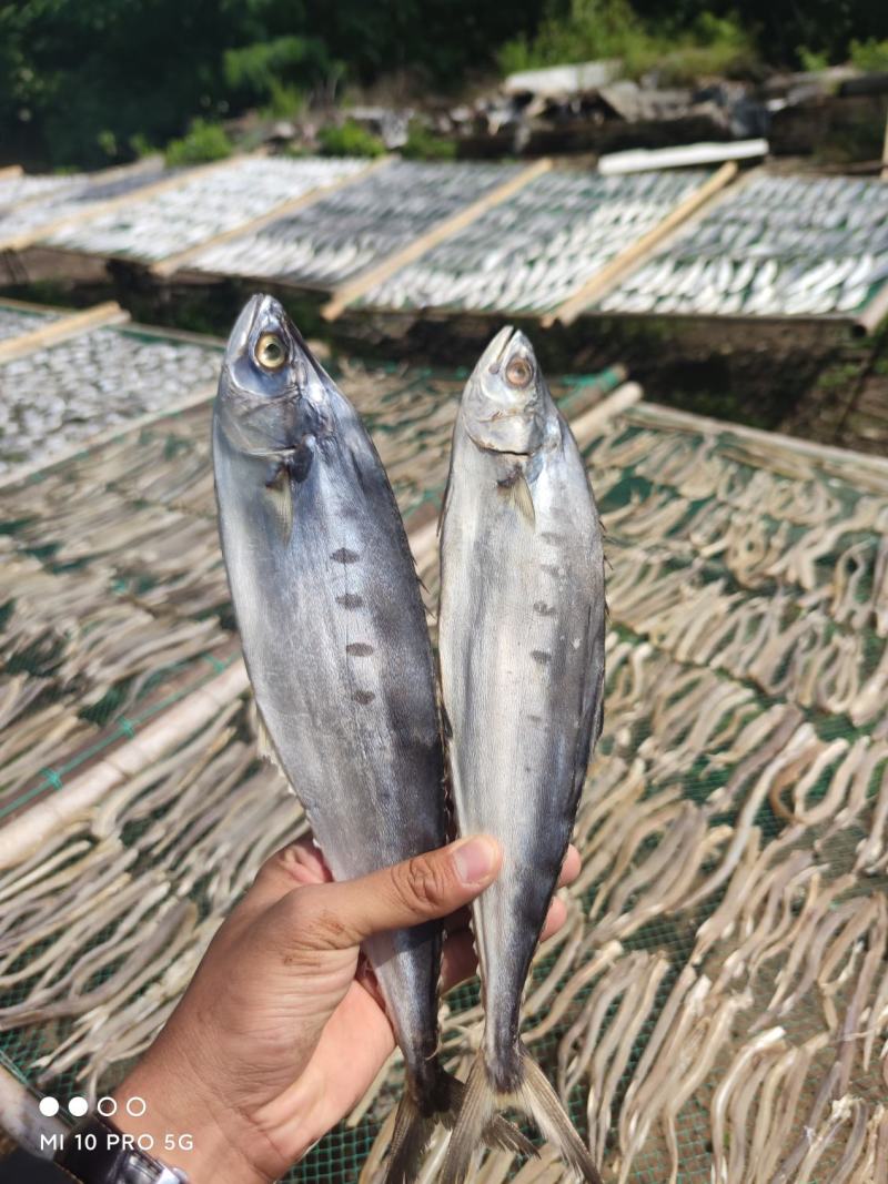 店家推荐公马鲛鱼干小鱼干马鲛鱼北海特产价格实惠产品
