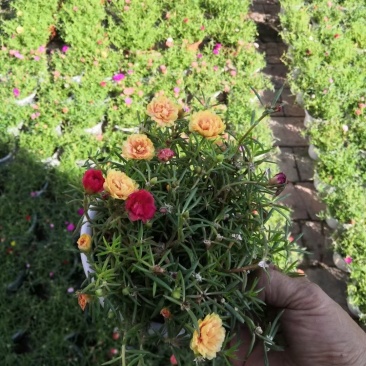 彩色太阳花盆花绿植实物实拍图办公室家居绿植