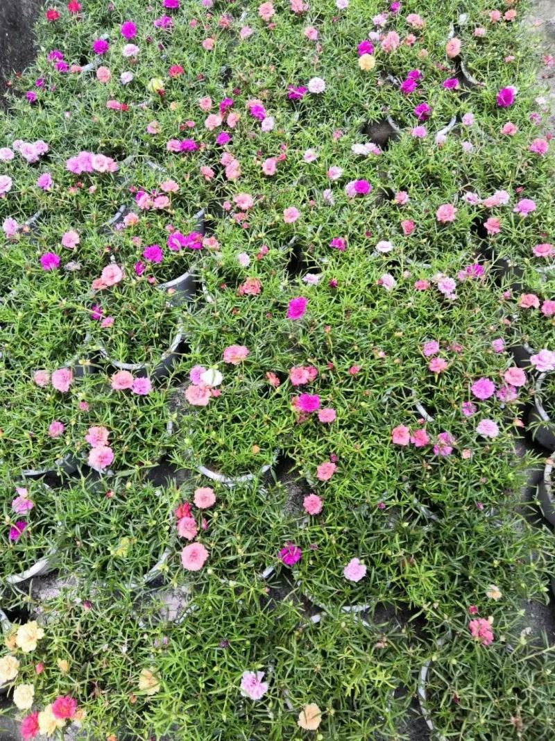 彩色太阳花盆花绿植实物实拍图办公室家居绿植