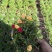 彩色太阳花盆花绿植实物实拍图办公室家居绿植